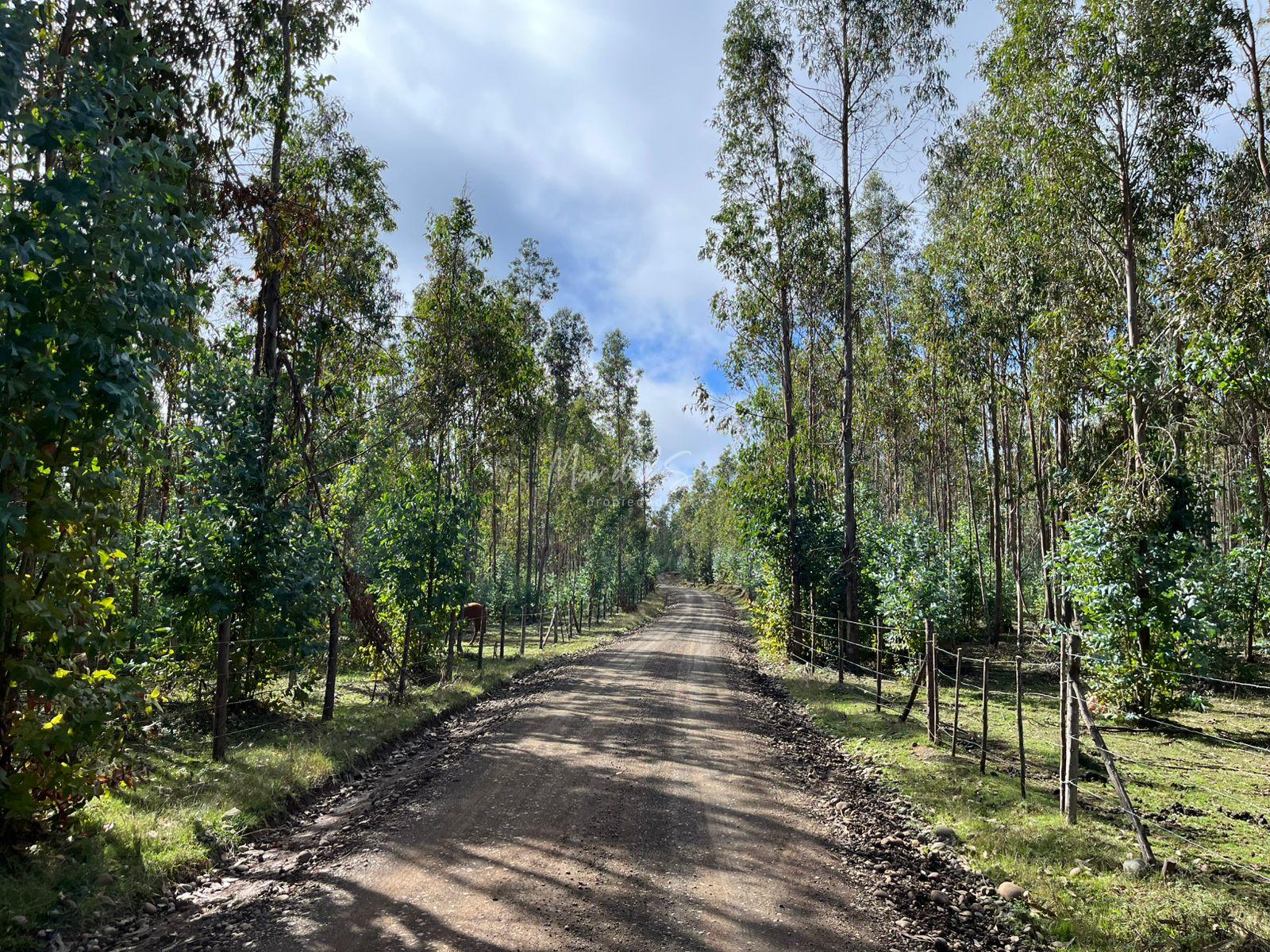 Parcela con bosque de Eucaliptus en La Unión